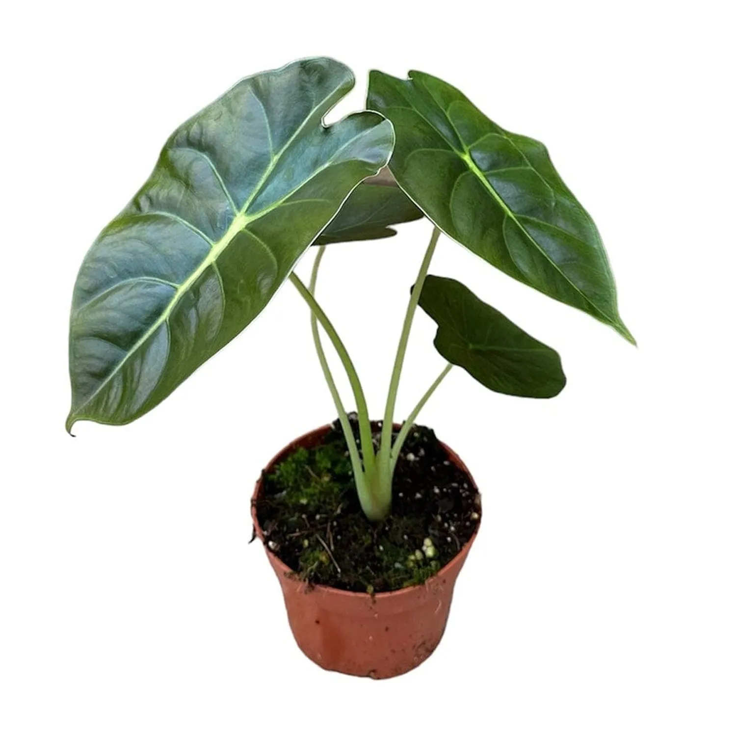 10 - 15cm Alocasia Golden Bone House Plant 10,5 cm Pot