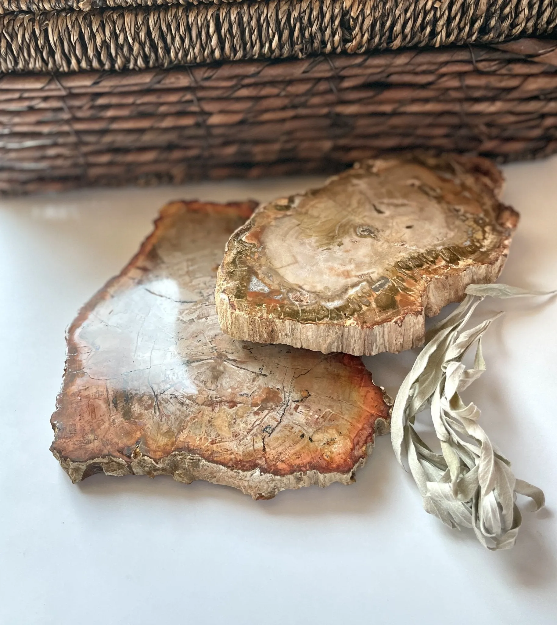 Earthy Brown Petrified Wood slice