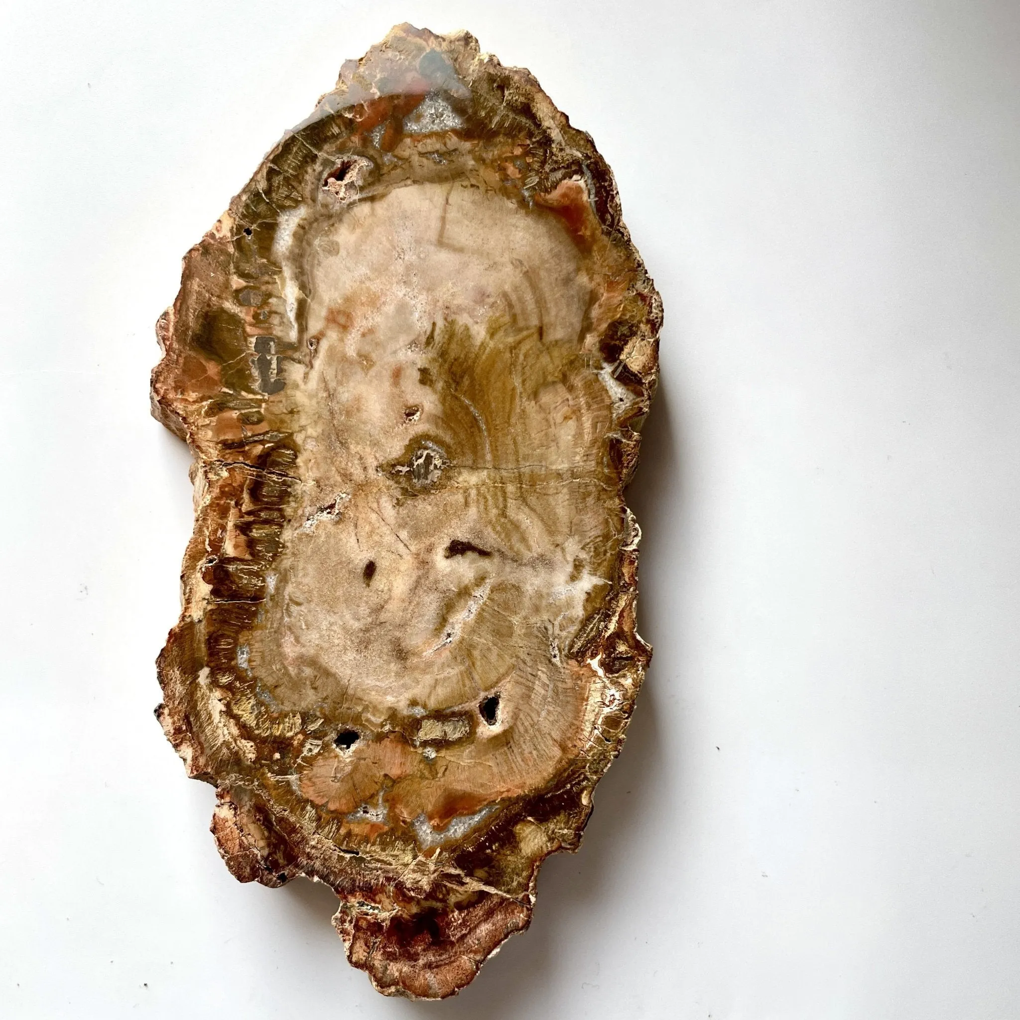 Earthy Brown Petrified Wood slice